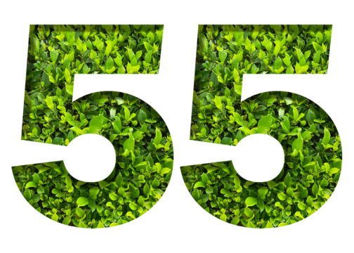 number 55 from green leaves isolated on transparent background. suitable for birthday, anniversary and memorial day templates.