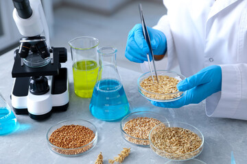 GMO concept. Scientist working with samples of different grains in Petri dishes at table in...
