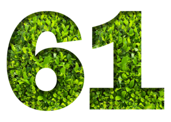 number 61 from green leaves  isolated on transparent background. suitable for birthday, anniversary and memorial day templates.