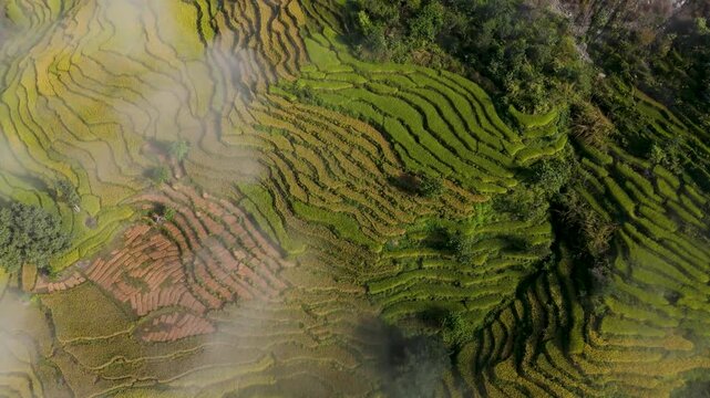 Aerial drone view of rice terraces under soft cloudy skies, capturing the serene and untouched beauty of Nepal countryside.  Green pattern of rice field. 