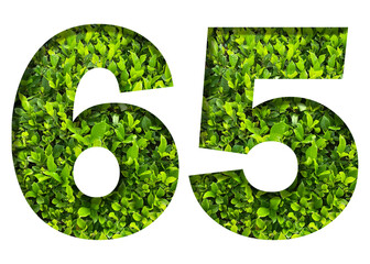 number 65 from green leaves  isolated on transparent background. suitable for birthday, anniversary and memorial day templates.