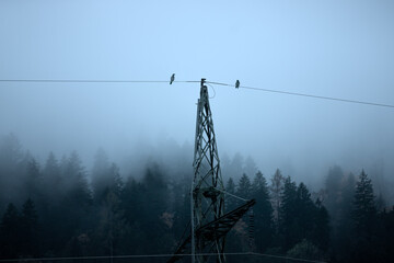 high voltage power lines with birds