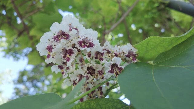 Close-up of vivid flowers of blooming Indian bean tree (Catalpa bignonioides) 