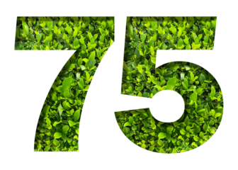 number 75 from green leaves  isolated on transparent background. suitable for birthday, anniversary and memorial day templates.