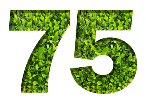 number 75 from green leaves  isolated on transparent background. suitable for birthday, anniversary and memorial day templates.