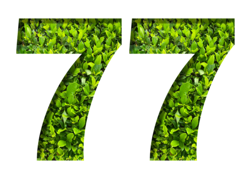 number 77 from green leaves  isolated on transparent background. suitable for birthday, anniversary and memorial day templates.