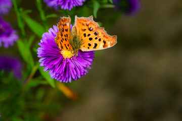 Butterflies flitted among the chrysanthemum blossoms
