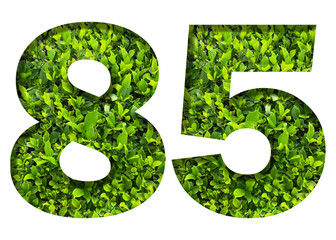 number 85 from green leaves  isolated on transparent background. suitable for birthday, anniversary and memorial day templates.