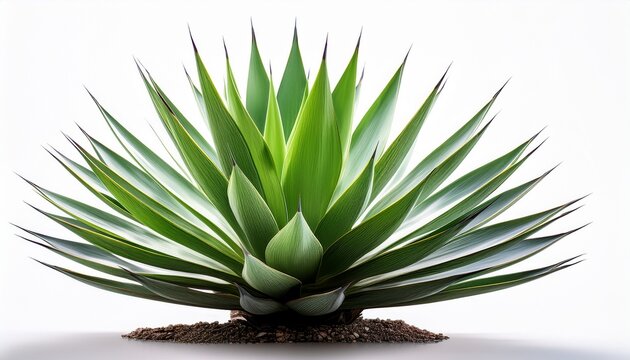 vibrant green agave plant isolated on a white background perfect for various design projects