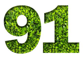number 91 from green leaves  isolated on transparent background. suitable for birthday, anniversary and memorial day templates.