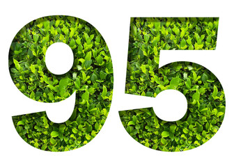 number 95 from green leaves  isolated on transparent background. suitable for birthday, anniversary and memorial day templates.