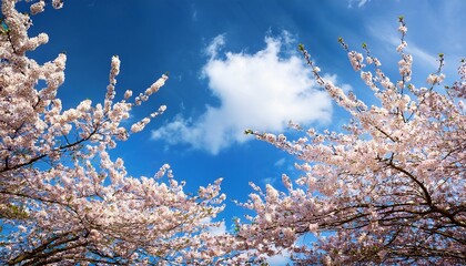 spring blossoms reaching toward cloudy blue sky