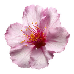 A delicate pink flower with intricate petals and yellow stamens isolated on a black background