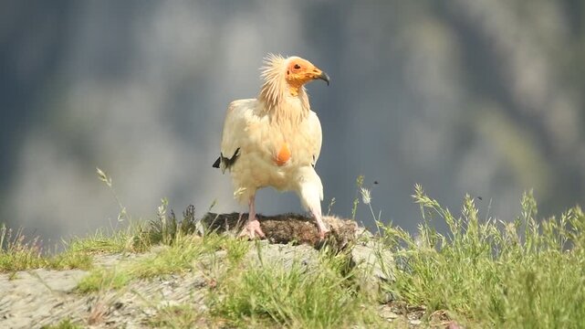 alimoche se alimenta de un conejo
