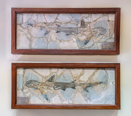 Double fossil impression of an excellent specimen of the prehistoric shark - Alopiopsis cuvieri or galeorhinus cuvieri - Cappellini University Paleontological Museum, Bologna, Emilia-Romagna, Italy