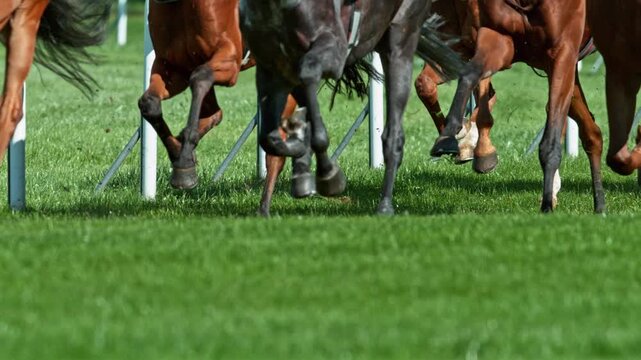 Super Slow Motion of Running Horses on Derby in Detail of Horses Legs. Filmed on High Speed Cinema Camera, 1000 fps. Outdoor Race.