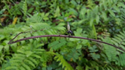 Black Soldier Fly, Perfect for documentaries about tropical rainforests and World Nature Conservation Day on July 28th. A winged black ant perched on a log.