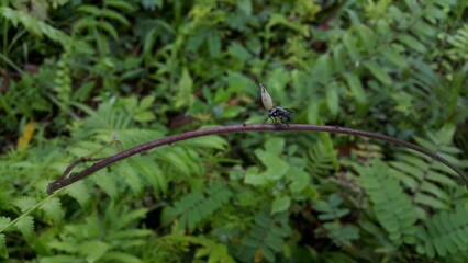 A winged black ant perched on a log. Soldier Fly. Photo taken in the forest. World Environment Day on June 5th