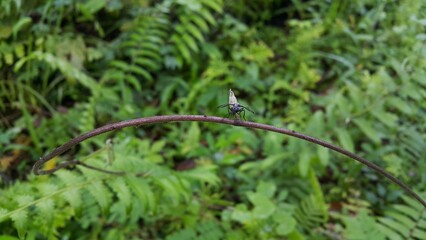 Soldier fly. A winged black ant perched on a log. Perfect for documentaries about tropical rainforests and World Wildlife Conservation Day on December 4th.
