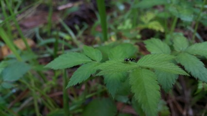 Peacock fly, Rhagoletis pomonella, Apple Manggot. Very rare flies perch on plant leaves. World Environment Day on June 5th