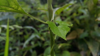 Photos of plant leaves taken in the forest. World Nature Conservation Day on July 28th. Shot in a tropical rainforest.