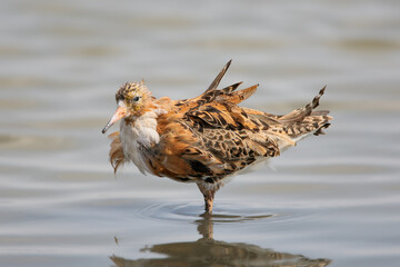 A close-up shot of an adult male ruff (Calidris pugnax) standing in the water of an estuary. The bird is molting after the breeding season.