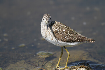 An adult wood sandpiper (Tringa glareola) is photographed very close up standing in the water of a lake.