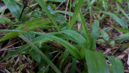 rain drops on a leaf. Perfect for documentaries about tropical rainforests and World Nature Conservation Day on July 28th. Photos of plant leaves taken in the forest.