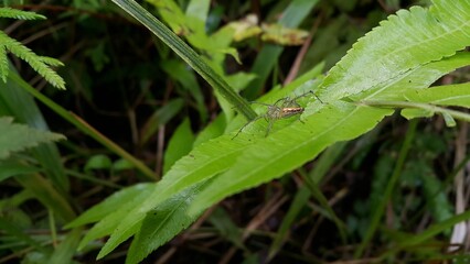 Striped lynx spider, Family Oxyopidae, Telamonia dimidiata. Jumping spiders perch on plant leaves. Perfect for documentaries about tropical rainforests and World Environment Day on June 5th.