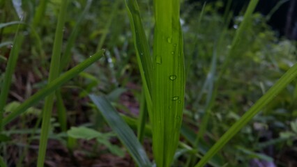 grass and dew. Background image of dew on grass leaves after rain. Photo taken in the mountains. World Environment Day on June 5th.  Shot in a tropical rainforest.
