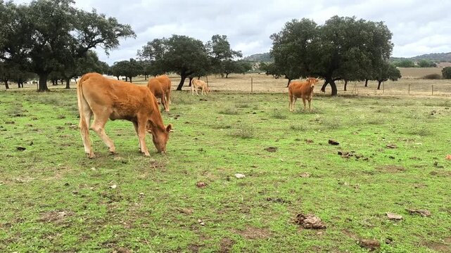 vaca rubia pastando en dehesa extreme&ntilde;a