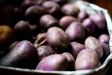 収穫した紫ジャガイモ
