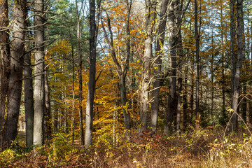 the woods of pearl hill  state park