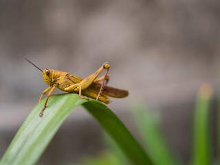 Close up macro of a yellow grasshopper (Caelifera) resting on a green leaf. Insect pest in a garden with a blurred bokeh background.