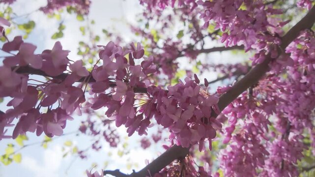 Pink-purple flowers of blooming Cercis, Redbud tree branch is swaying in the wind, sun rays are breaking through the inflorescences in blue sky background, backlit by sun