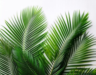 Fototapeta premium lush green tropical palm leaves on a white background for natural and fresh design concepts