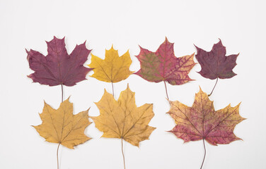 Dried maple leaves of different colors, red, yellow, lie on a white sheet of paper, for a herbarium.