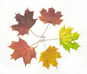 Autumn leaves for herbarium, drawing, different colors, lie in a circle on a white background.