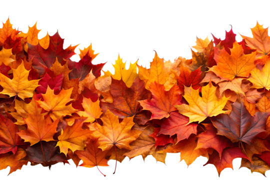 A vibrant border of colorful autumn maple leaves in shades of red orange and yellow isolated on transparent background - Powered by Adobe