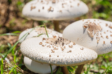 秋の草地の白いキノコ17