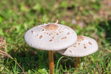 秋の草地の白いキノコ18