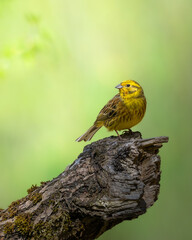 Bird - male yellowhammer Emberiza citrinella perching on green background Poland Europe	
