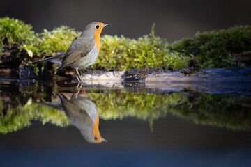 Bird Robin Erithacus rubecula, small bird in forest puddle, summer time in Poland Europe bird bathing and drinking water