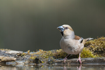Bird female Hawfinch Coccothraustes coccothraustes amazing bird green background forest in Poland Europe bird drinking water on forest puddle