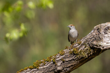 Bird - female Blackcap Sylvia atricapilla spring time in forest Poland Europe