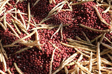 収穫したばかりの小豆