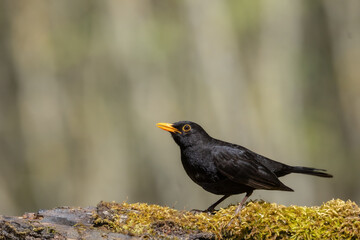 Bird - male Blackbird Turdus merula on the forest grassland amazing warm light sunset sundown