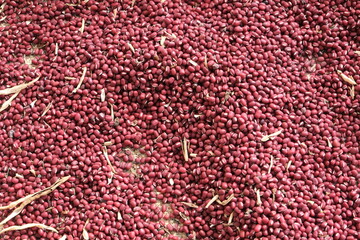 収穫したばかりの小豆