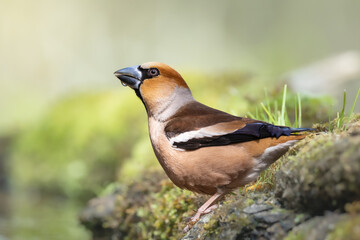 Bird male Hawfinch Coccothraustes coccothraustes amazing bird green background forest in Poland Europe bird drinking water on forest puddle