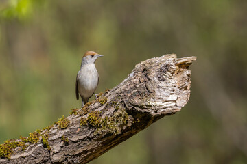 Bird - female Blackcap Sylvia atricapilla spring time in forest Poland Europe